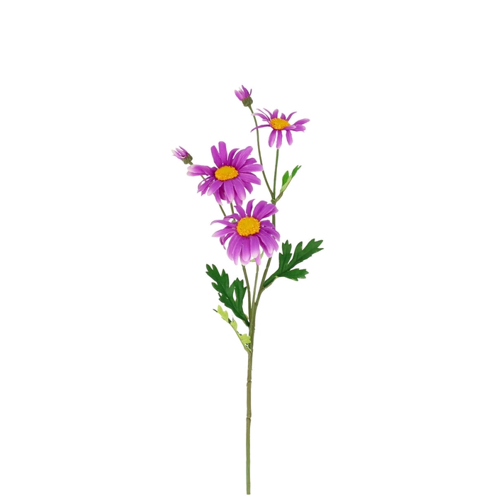 <h4>Bellis perennis 65cm</h4>