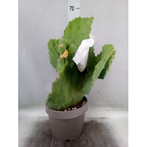 Opuntia