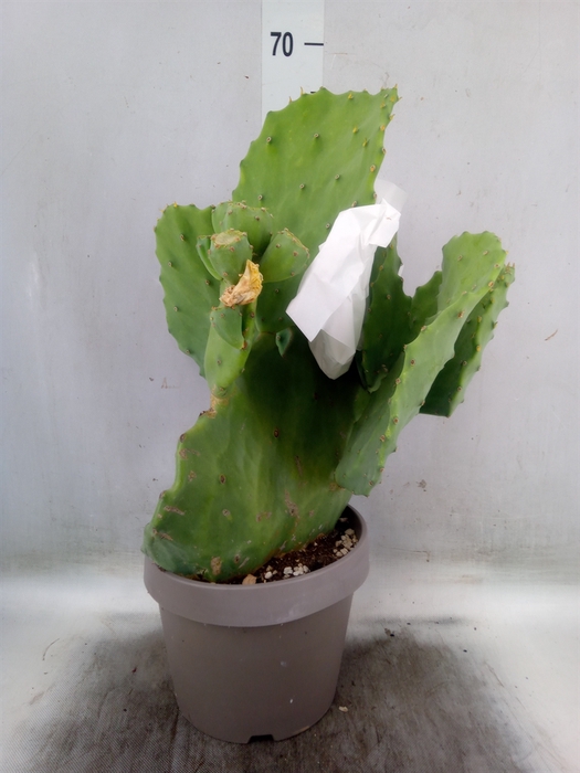 <h4>Opuntia</h4>