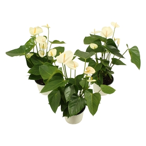 Anthurium XL.3 Sakura White 14cm