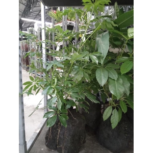 Arr.   Kamerplant Groen H%