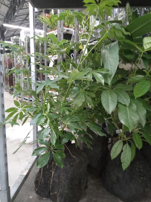 <h4>Arr.   Kamerplant Groen H%</h4>