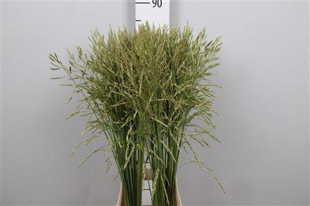 <h4>Panic Mi Umbrella Green</h4>