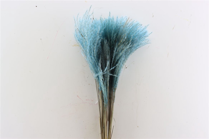 Dried Stipa Feather Light Blue P Stem