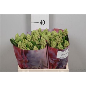 Hyac China Pink