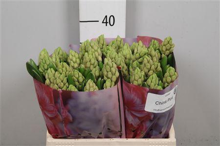 <h4>Hyac China Pink</h4>