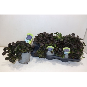 Ajuga Ff N Nightinga