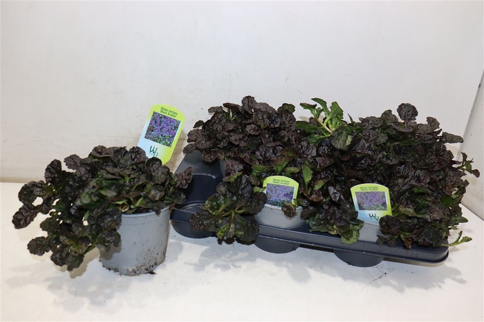 <h4>Ajuga Ff N Nightinga</h4>