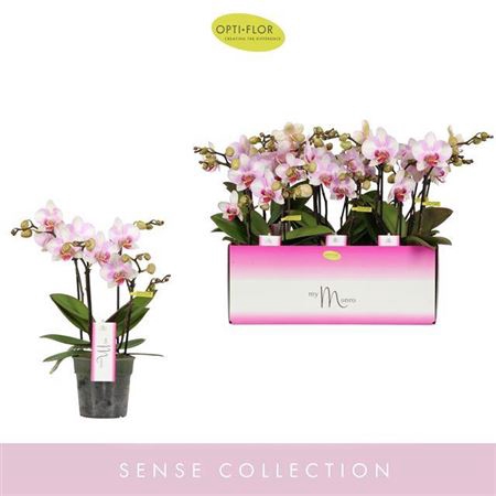 <h4>Phal Mf Ov Roze Boquetto</h4>