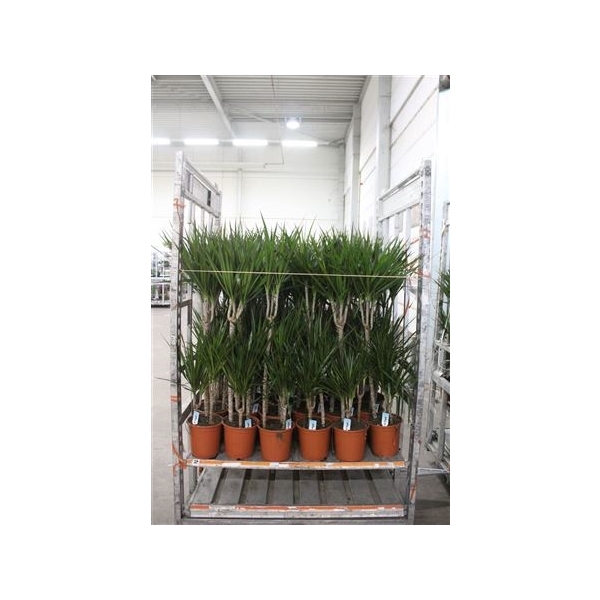 <h4>Dra Marginata 60-30-15 Cm One Buy Trolley</h4>