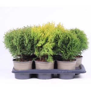 Thuja gemengde bak