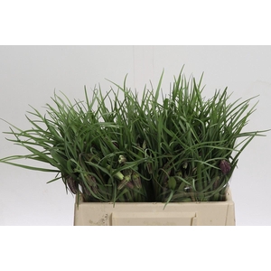 Fritillaria meleagris