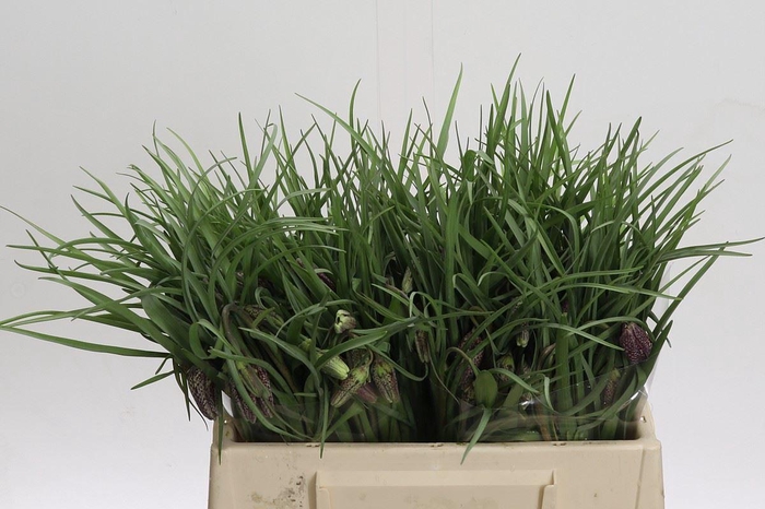 <h4>Fritillaria meleagris</h4>