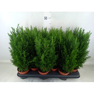 Chamaecyparis laws. 'Ellwoodii'