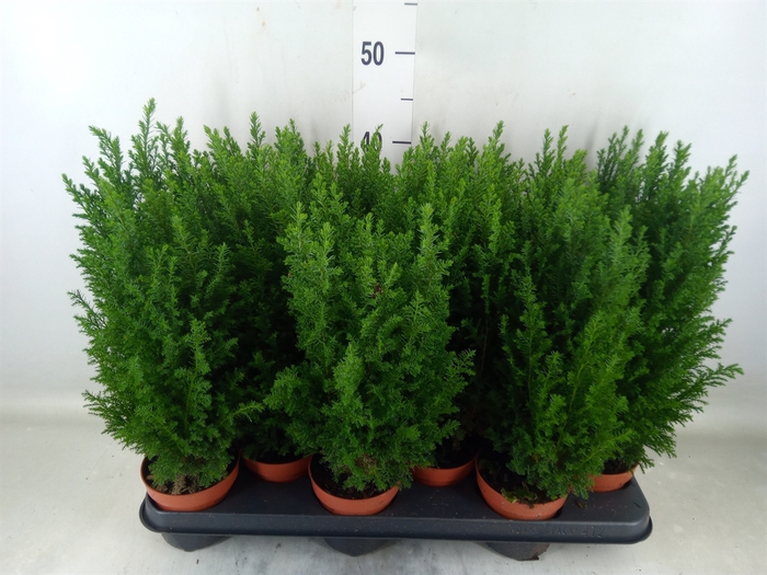 <h4>Chamaecyparis laws. 'Ellwoodii'</h4>