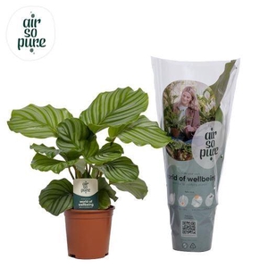 Calathea orbifolia
