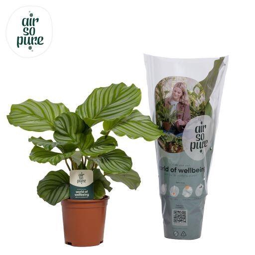 <h4>Calathea orbifolia</h4>