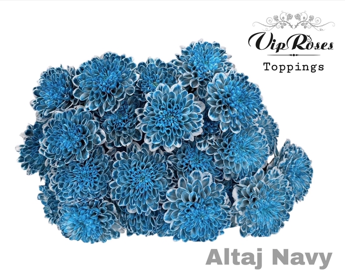 <h4>CHR T ALTAJ NAVY</h4>