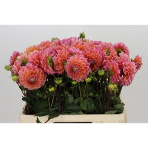 Dahlia BA 'Lindas Baby'