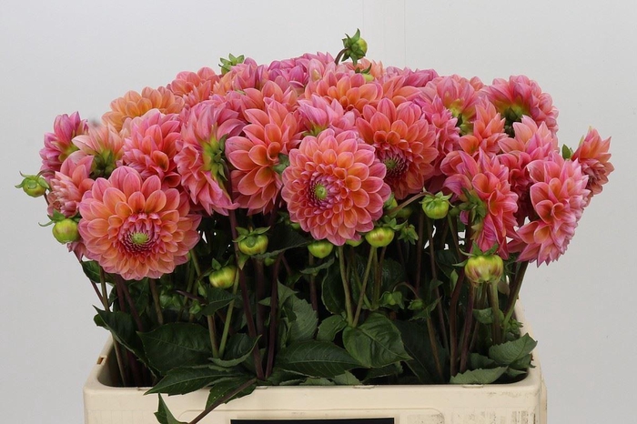 <h4>Dahlia BA 'Lindas Baby'</h4>