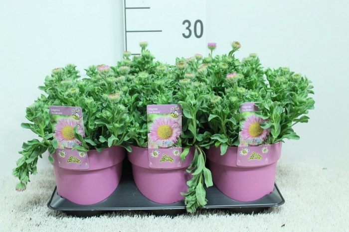 <h4>Erigeron  'Sea Breeze'</h4>