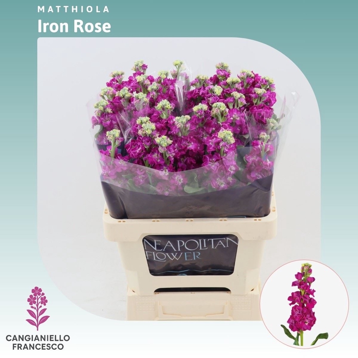<h4>Matthiola Iron Rose</h4>