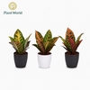 Croton Petra kopstek 7 cm in Sara Black & White