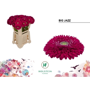 GE GB GERPO BIG JAZZ