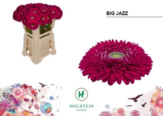 <h4>GE GB GERPO BIG JAZZ</h4>