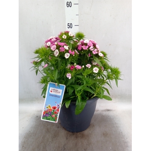 Dianthus barb.