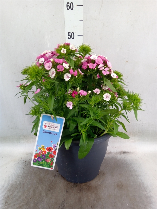 <h4>Dianthus barb.</h4>