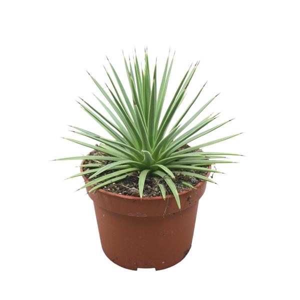<h4>Agave stricta 'Nana'</h4>