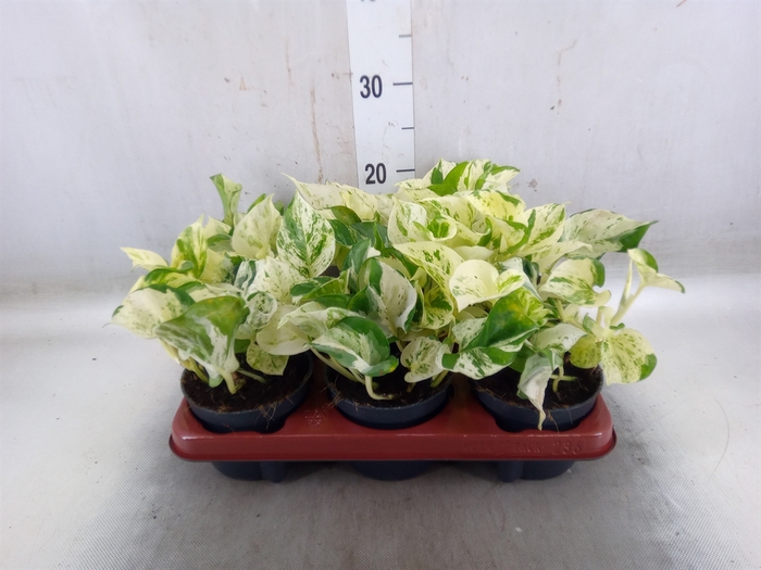 <h4>Epipremnum pinn. 'Happy Leaf'</h4>