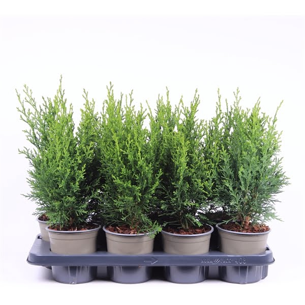 <h4>Chamaecyparis lawsoniana 'Robusta'</h4>