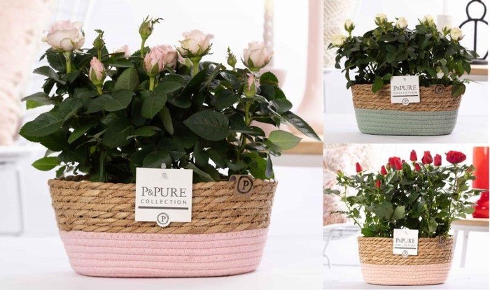 <h4>2x Rosa mix in P&PURE Fieldbasket 7</h4>