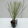 Cortaderia sell. 'Mini Goldpampas' P17 (2ltr)