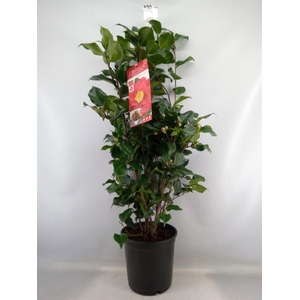 Camellia japonica 'Dr King'