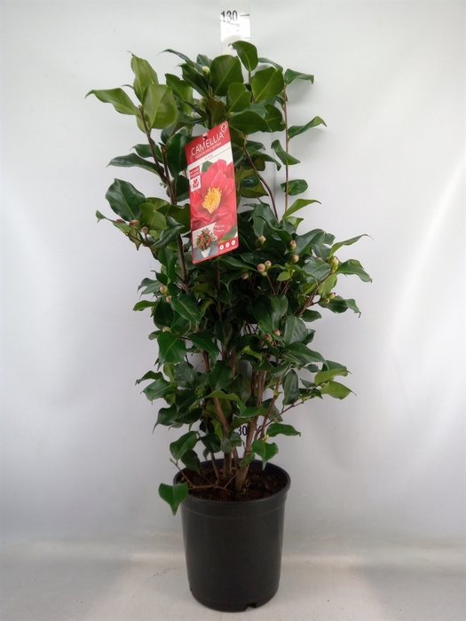 <h4>Camellia japonica 'Dr King'</h4>