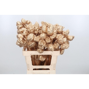 Ascl Moby Dick Kl Bh Antiek Goud