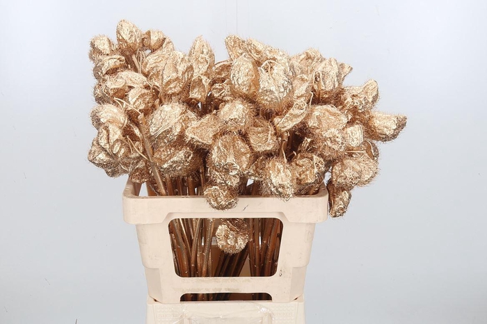 <h4>Ascl Moby Dick Kl Bh Antiek Goud</h4>