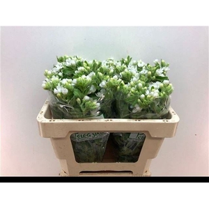 OXYPETALUM COER. 'PERF WHITE HARMO'