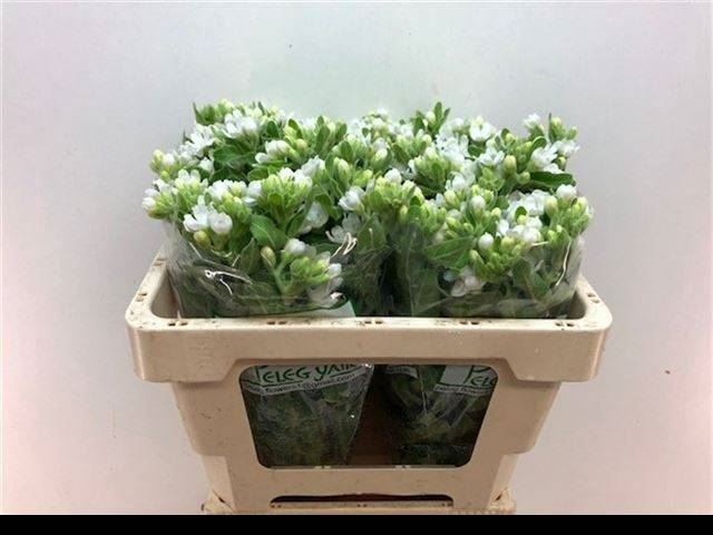 <h4>OXYPETALUM COER. 'PERF WHITE HARMO'</h4>