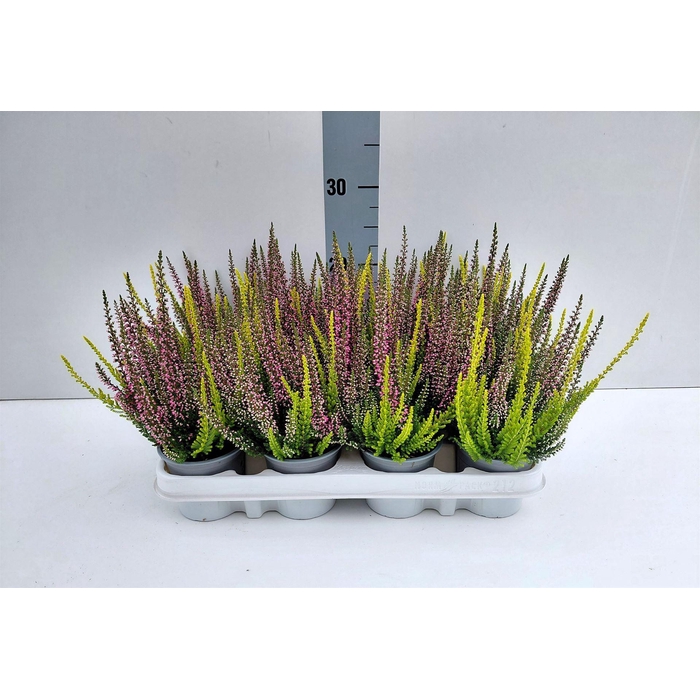 <h4>Calluna vulg. 'Beauty L' ..mix 2/p</h4>