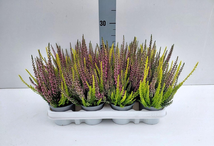 Calluna vulg. 'Beauty L'  ..mix 2/p