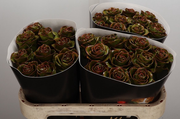 Wax-Rozen Wax Classic Olive