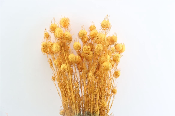 <h4>Dried Nigella Salmon Bunch</h4>