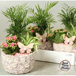 ARR KAMERPLANTEN H%
