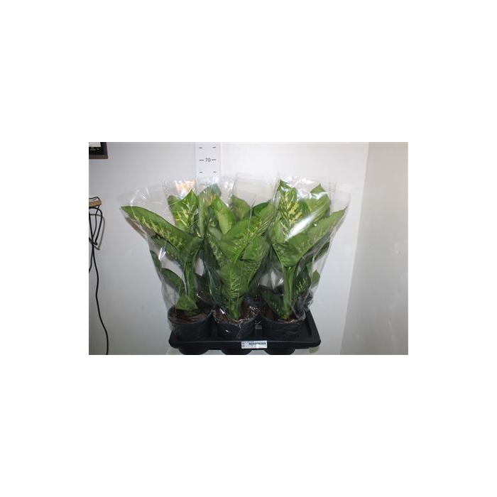 <h4>Dieff Se Tropic Snow</h4>