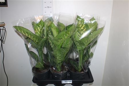 Dieff Se Tropic Snow
