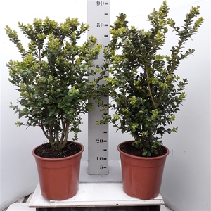 Buxus sempervirens 'Rotundifolia' 50-60cm struik extra